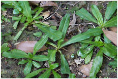 Eryngium foetidum